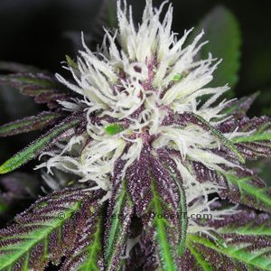Что такое семена марихуаны BC Bud