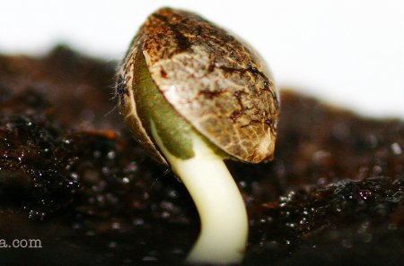 Как прорастить семена в почве?