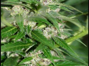 Выращиваем марихуану на открытом воздухе: посадка