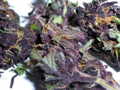 Описание сорта Purple Haze