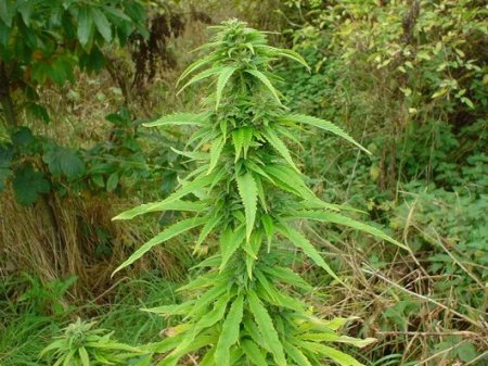 Выращиваем марихуану на открытом воздухе: прополка
