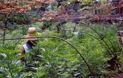 Значение генетики семян марихуаны в росте и урожайности