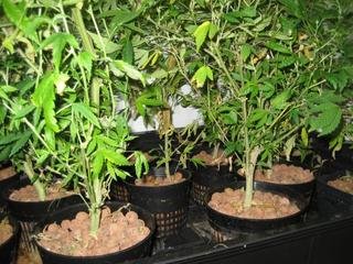 Субстраты для выращивания марихуаны (часть 1)
