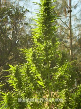 Значение генетики семян марихуаны в росте и урожайности