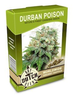 Гроу-репорт Durban Poison: сбор урожая