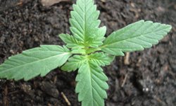 Гроу-репорт по выращиванию Medijuana: вегетативный период