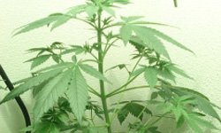 Гроу-репорт по выращиванию Medijuana: вегетативный период