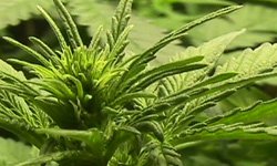 Гроу-репорт по выращиванию Medijuana: цветение