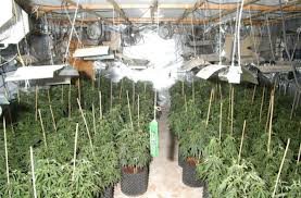 Выращивание марихуаны в теплице