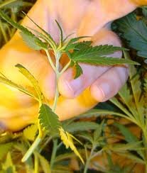Клонирование марихуаны в разные периоды роста растения