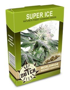 Описание сорта Super Ice