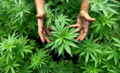 время выращивания марихуаны
