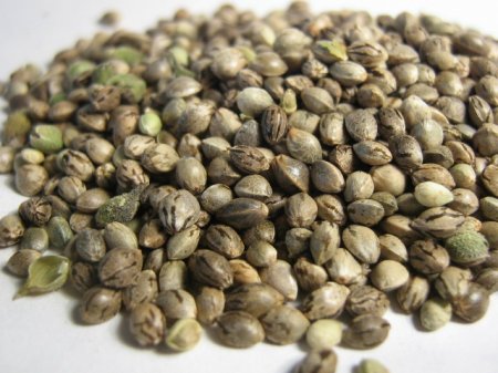 Безопасный способ хранения семян марихуаны