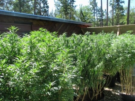 Регулировка высоты растений марихуаны