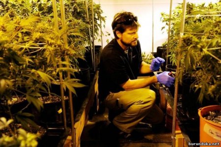 Основные  факторы, замедляющие рост марихуаны