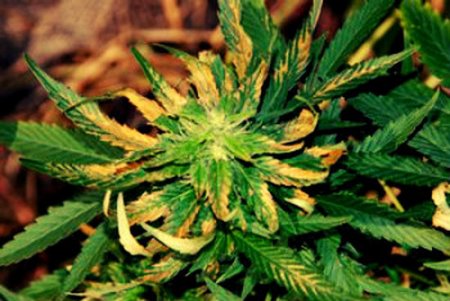 Лечение и борьба с вредителями при выращивании марихуаны