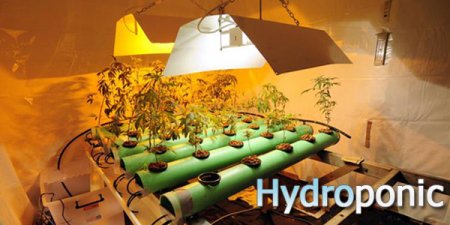 Выращивание конопли в гидропонике