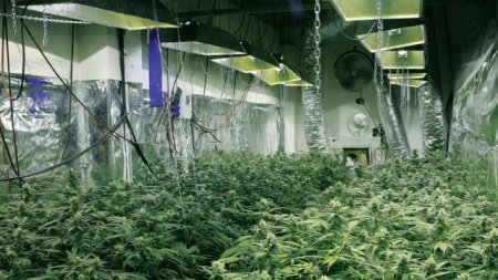 Выращивание марихуаны внутри помещения