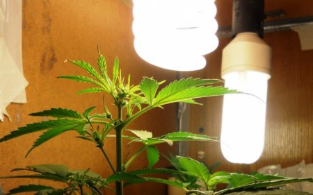 CFL лампы для выращивания марихуаны