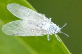 Вредители и вирусы конопли: белые мухи / белокрылки